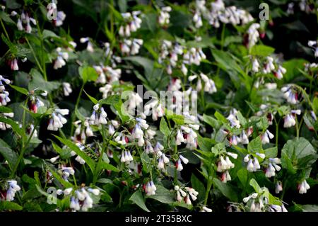 Symphytum Grandiflorum „Wisley Blue“ (Creeping Comfrey), angebaut im Himalayan Garden & Sculpture Park, North Yorkshire, England, Vereinigtes Königreich. Stockfoto