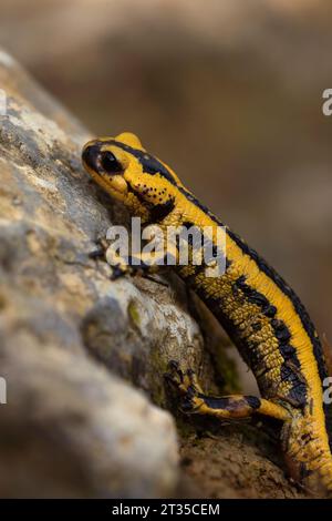 Gelbe und schwarze Salamander auf einem Felsen im Wald, vertikale Makrofotografie von Amphibien in freier Wildbahn. Kopierbereich Stockfoto