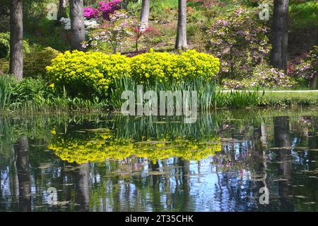 Marsh Spurge „Euphorbia palustris“ spiegelt sich im Magnolia Lake im Himalayan Garden & Sculpture Park in der Nähe von Ripon, North Yorkshire, England Stockfoto