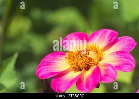 Schöner hellrosa und gelber Dahlienkopf vor grünem Hintergrund. Makrofoto. Helles rosa und weißes Display. Wunderschöne Blume Stockfoto