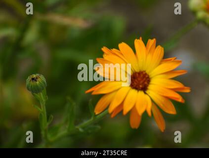 Wunderschöne Blumen von Calendula officinalis blühen im Garten Stockfoto