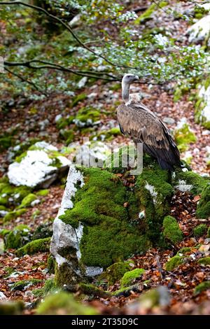 Vertikales Porträt eines Geiers auf einem moosigen Felsen in einem Buchenwald. Auf den Horizont blicken, in die Wildnis. Kopierbereich. Stockfoto