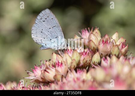 Nahaufnahme eines Stechpalmenblauen Schmetterlings (Celastrina argiolus) auf Sedum „Matrona“ Stockfoto