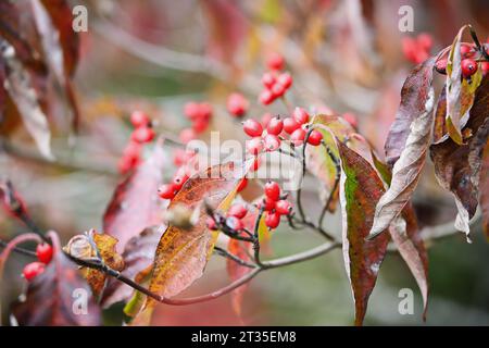 Herbstlaub und rote Beeren des einheimischen amerikanischen Hartholzbaums Cornus florida im südlichen Zentral-Kentucky. Geringe Schärfentiefe. Selektiver Fokus Stockfoto