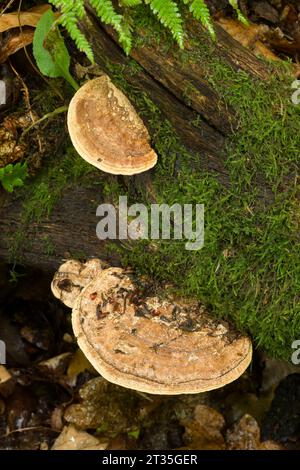 Eichenmazegill (Daedalea quercina)-Pilz wächst auf einem verrotteten Baumstamm im Wald von Priors Wood, North Somerset, England. Stockfoto