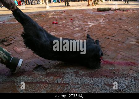 Maha-Nawami-Feier in Nepal GRAFISCHE WARNUNG *** Personnel der Nepal-Armee umrunden einen geopferten HE-Büffel auf dem offenen Platz des Kathmandu-Durbar-Platzes am Tag des Maha-Nawami, dem neunten Tag des vierzehntägigen Dashain-Festivals in Nepal. Auf Maha Nawami werden Ziegen, Enten, Hähne und Büffel in verschiedenen Tempeln geopfert, die den Göttinnen gewidmet sind. Diejenigen, die nicht die Tradition haben, Tiere oder Vögel zu opfern, opfern der Göttin Obst und Gemüse. Kathmandu Bagmati Nepal Copyright: XSubashxShresthax Credit: Imago/Alamy Live News Stockfoto