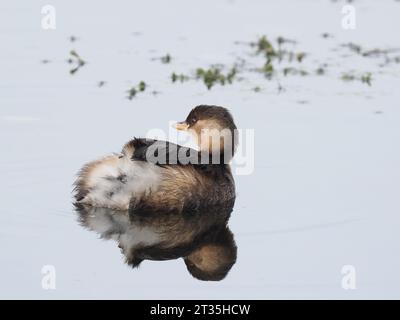 Little Grebe im Winter - nicht brütendes Gefieder, sie ernähren sich, indem sie unter Wasser Beute fangen und es an der Oberfläche verzehren. Stockfoto