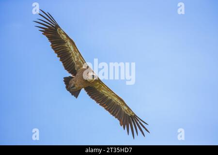 Der eurasische Gänsegeier Gyps fulvus steigt in den Himmel Stockfoto