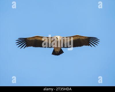 Der eurasische Gänsegeier Gyps fulvus steigt in den Himmel Stockfoto