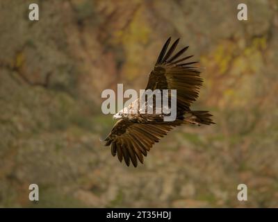 Schwarzgeier Aegypius monachus im Flug, der vor felsiger Kulisse aufsteigt Stockfoto