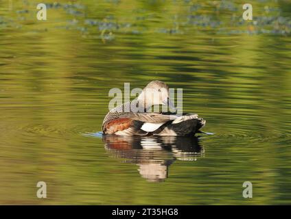 Gadwall, der an einem lokalen See putzt und gewaschen wird. Stockfoto