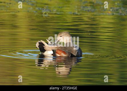 Gadwall, der an einem lokalen See putzt und gewaschen wird. Stockfoto