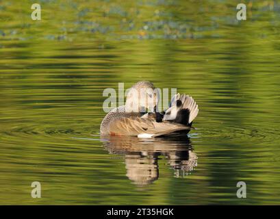 Gadwall, der an einem lokalen See putzt und gewaschen wird. Stockfoto