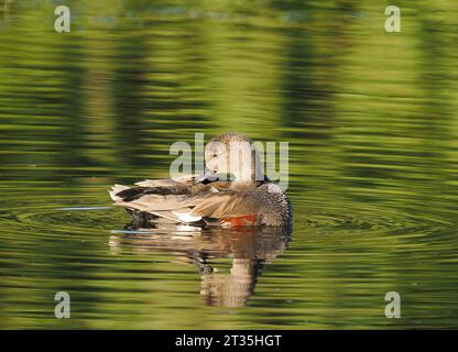 Gadwall, der an einem lokalen See putzt und gewaschen wird. Stockfoto