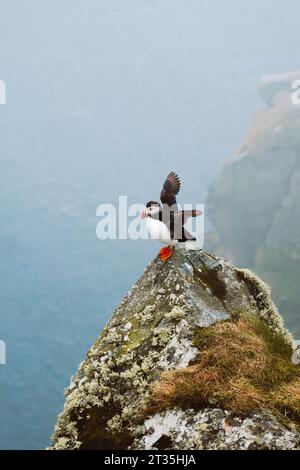 Puffin-Vogel in Norwegen auf einer Klippe über dem Atlantik, offene Flügel bereit zum Hochfliegen, Fratercula arctica Stockfoto