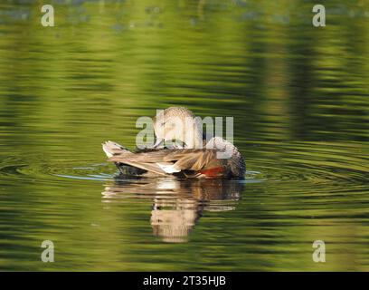 Gadwall, der an einem lokalen See putzt und gewaschen wird. Stockfoto