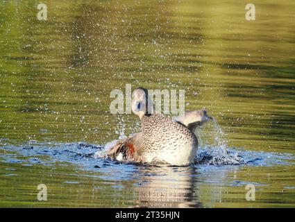 Gadwall, der an einem lokalen See putzt und gewaschen wird. Stockfoto