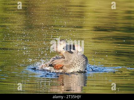 Gadwall, der an einem lokalen See putzt und gewaschen wird. Stockfoto