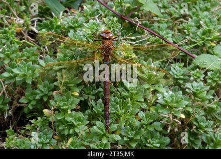 Brown Hawker (Aeshna grandis) erwachsener Männchen in Ruhe Eccles-on-Sea, Norfolk, Vereinigtes Königreich. Juli Stockfoto