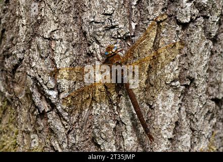 Brown Hawker (Aeshna grandis) erwachsener männlicher Mann in Ruhe auf Baum Hertfordshire, Großbritannien. Juli Stockfoto