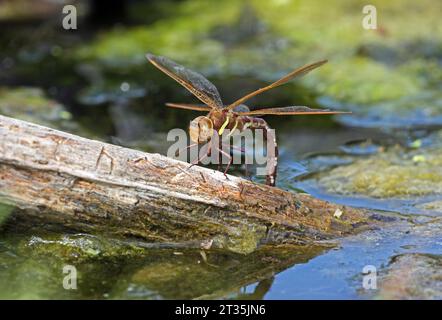 Brown Hawker (Aeshna grandis) erwachsene weibliche Eiablage Eccles-on-Sea, Norfolk, Vereinigtes Königreich. August Stockfoto