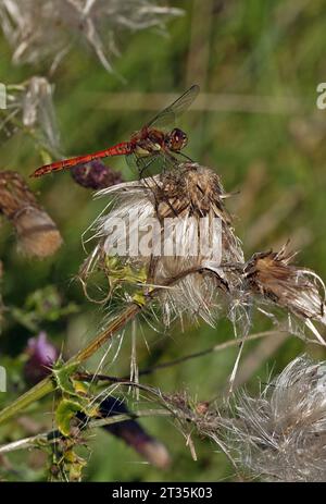 Gemeiner Darter (Sympetrum striolatum), erwachsener Mann auf dem Thistle Head Eccles-on-Sea, Norfolk, Großbritannien. September Stockfoto