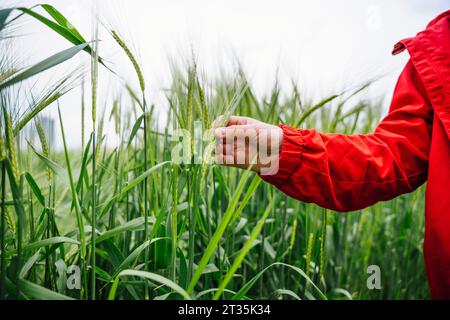 Zugeschnittenes Bild eines Jungen mit roter Jacke, der Gerste auf dem Feld berührt Stockfoto