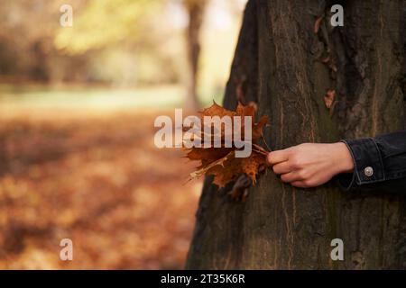 Zugeschnittenes Bild einer Frau, die Ahornblatt am Baumstamm im Park hält Stockfoto