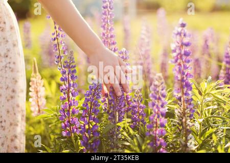Hand einer Frau, die lila Lupinenblüten auf dem Feld berührt Stockfoto