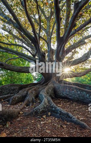 Neuseeland, Nordinsel Neuseeland, Auckland, Moreton Bay Fig (Ficus Macrophylla) in Auckland Domain Stockfoto