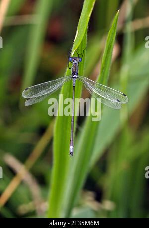 Smaragd Damselfly (Lestes sponsa) Nahaufnahme eines erwachsenen männlichen Mannes, der sich an Soft Rush am frühen Morgen in Eccles-on-Sea, Norfolk, Großbritannien, festhält. Juli Stockfoto