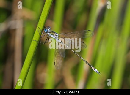 Smaragd Damselfly (Lestes sponsa), erwachsener Mann, der sich an Soft Rush Eccles-on-Sea, Norfolk, Großbritannien, festhält. August Stockfoto