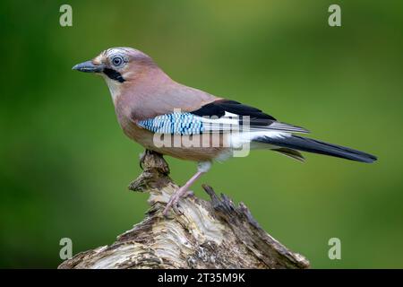 Porträt des eurasischen jay (Garrulus glandarius), der auf Baumstumpf thront Stockfoto