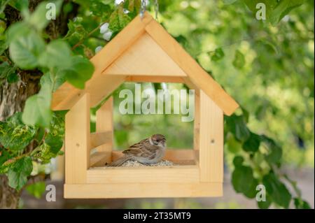 Sperling sitzt im Vogelhaus und hängt an einem Baum Stockfoto