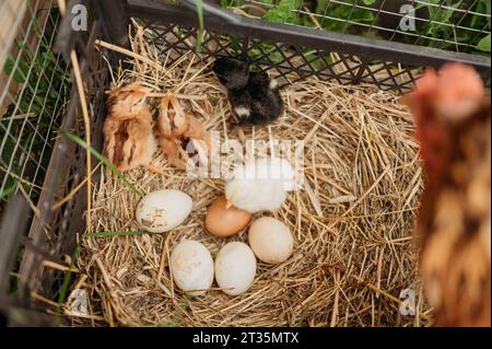 Hühnchen und Küken mit Eiern auf Heu in Kiste Stockfoto