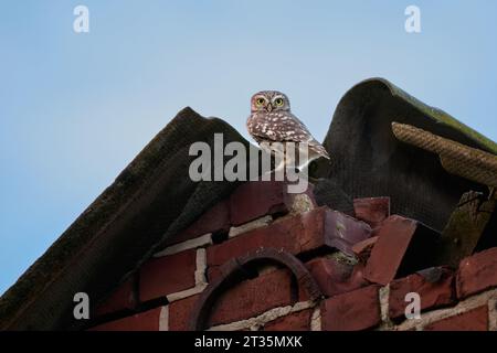 Athene noctua, auch bekannt als Eule der Athena oder Eule der Minerva auf einem Dach, Heinsberg, Nordrhein-Westfalen Stockfoto