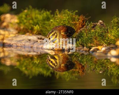 Cirl Bunting Emberiza cirlus, erwachsener Mann am Wasserbecken mit Reflexion. Stockfoto