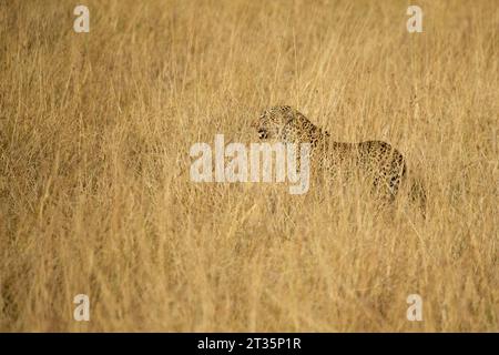 Leopard in einer Savanne mit sehr hohem Gras im ersten Licht in der Masai Mara Stockfoto