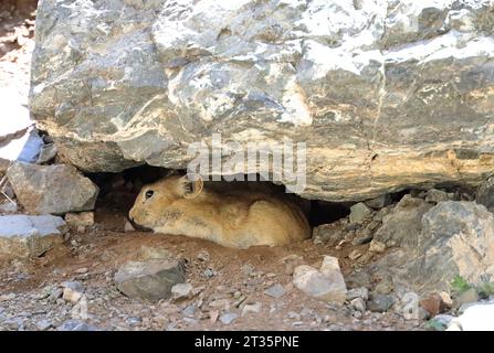 Das kleine Säugetier Pika in der engen Schlucht von Yolyn am, Mongolei Stockfoto