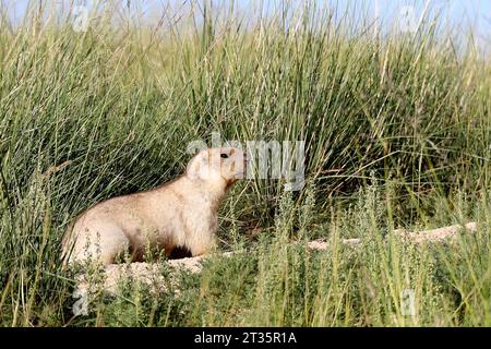 Murmeltier auf einer grünen Wiese in der Mongolei Stockfoto