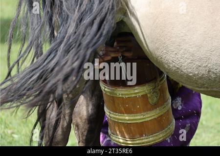 Traditionelles Melken von Pferden in einem Gher-Lager in der Mongolei Stockfoto