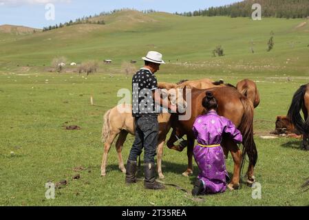 Traditionelles Melken von Pferden in einem Gher-Lager in der Mongolei Stockfoto