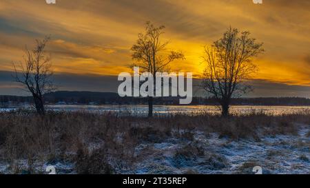 Goldener Sonnenuntergang hinter Baumsilhouette Stockfoto