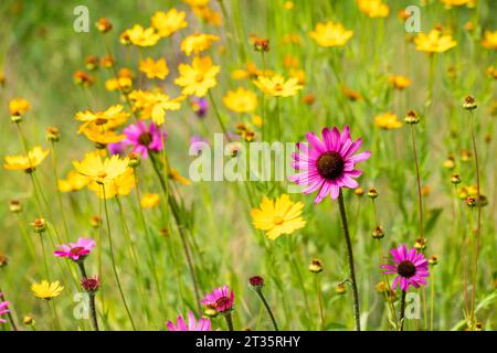 Rosafarbene und gelbe Wildblumen blühen auf der Frühlingswiese Stockfoto