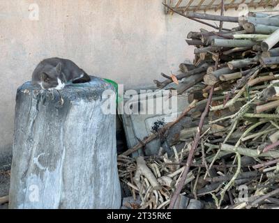 Eine streunende Katze findet Trost, wenn sie friedlich auf einem Holzstapel in einer rustikalen Umgebung schläft. Stray Cat Sleeping on Woodpile Copyright: xx IMG 0618 Credit: Imago/Alamy Live News Stockfoto