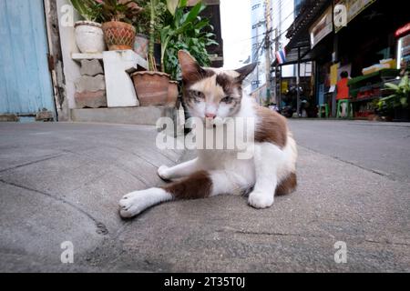 Eine Katze auf der Straße im Viertel Talat Noi - Bangkok - Thailand, Dezember 2022 *** Eine Katze auf der Straße in Talat Noi Nachbarschaft Bangkok Thailand, Dezember 2022 Credit: Imago/Alamy Live News Stockfoto