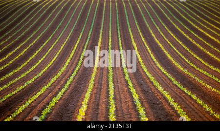 Vereinigtes Königreich, Schottland, Reihen von Jungkohl, die auf dem Feld wachsen Stockfoto