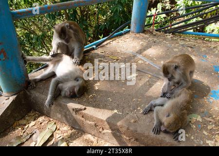 Affen lausen sich auf der Treppe auf den Berg beim Tiger Höhlentempel Wat Tham Sua - Krabi - Thailand, Januar 2023 *** Affen hören sich auf den Treppen den Berg hinauf im Tiger Höhlentempel Wat Tham Sua Krabi Thailand, Januar 2023 Credit: Imago/Alamy Live News Stockfoto