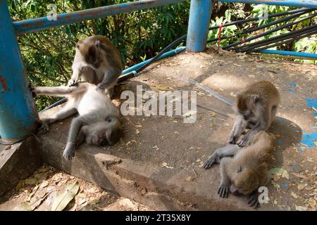 Affen lausen sich auf der Treppe auf den Berg beim Tiger Höhlentempel Wat Tham Sua - Krabi - Thailand, Januar 2023 *** Affen hören sich auf den Treppen den Berg hinauf im Tiger Höhlentempel Wat Tham Sua Krabi Thailand, Januar 2023 Credit: Imago/Alamy Live News Stockfoto