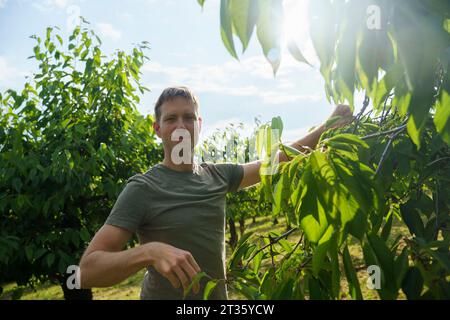 Mann, der am sonnigen Tag am Kirschbaum im Garten steht Stockfoto